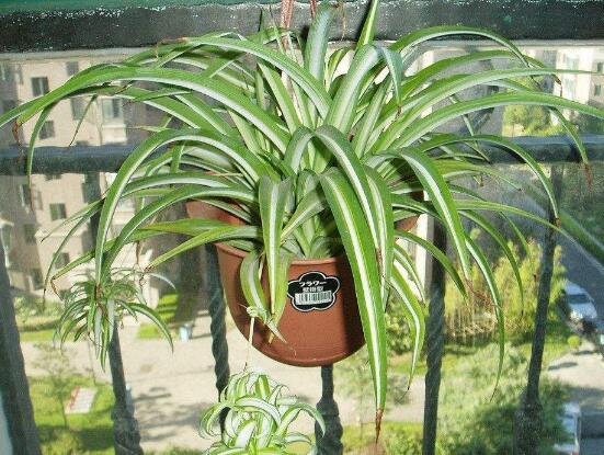 金心吊蘭的養(yǎng)殖方法及注意事項(xiàng)，9種方法幫你把金心吊蘭養(yǎng)爆盆