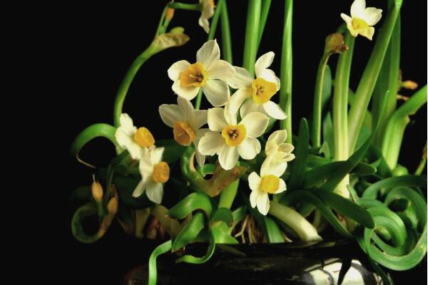 水仙花氣味有毒嗎，鱗莖有毒、氣味無毒