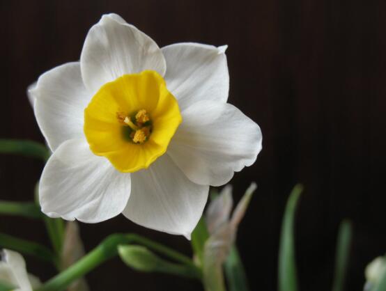 水仙花葉子發(fā)黃怎么辦，水仙花葉子發(fā)黃解決辦法