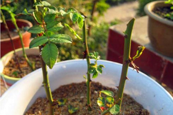 玫瑰花的繁殖方法有哪些，可以通過以下4種方法進行