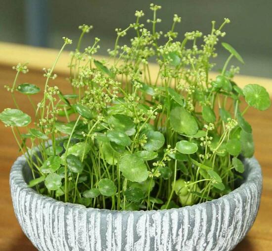 銅錢草什么時(shí)候開花，銅錢草花期多長(zhǎng)時(shí)間（四個(gè)月）