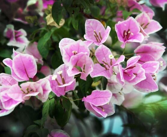 三角梅什么時候剪枝，一般以春季修剪最佳(生長期與花謝期)