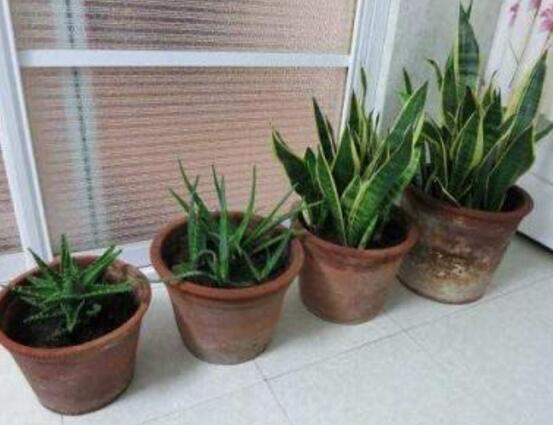 蘆薈的繁殖方法，五種方法蘆薈盆盆爆滿