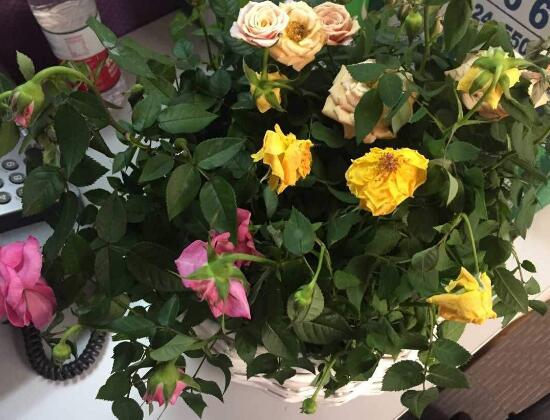 月季花焉了怎么辦，三個妙招讓它重新恢復(fù)生機(jī)