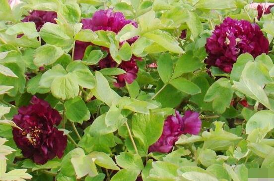 牡丹花花語是什么，代表著富貴吉祥、繁榮昌盛