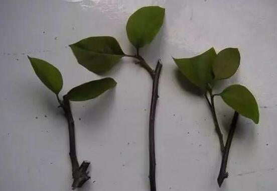 三角梅的繁殖方法，盤(pán)點(diǎn)三種常見(jiàn)繁殖方法(扦插/高壓/播種)