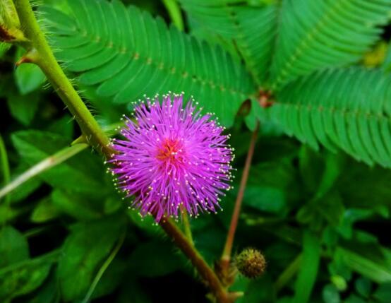 含羞草對(duì)人體有害嗎，微毒無(wú)害/美化家居、凈化空氣