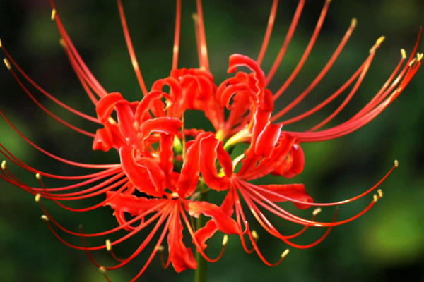 彼岸花的養(yǎng)殖方法和注意事項，通風工作不可忘