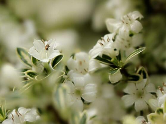 六月雪盆景怎么養(yǎng)，六月雪盆景養(yǎng)殖方法