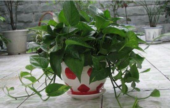 綠蘿怎么養(yǎng)長得快茂密，綠蘿的養(yǎng)殖方法