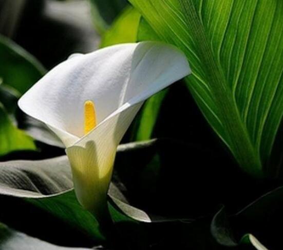 馬蹄蓮的養(yǎng)殖方法和注意事項，教你最實用五點基本養(yǎng)殖方法