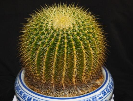 仙人球用什么肥料，鉀、磷肥為主，氮肥為輔