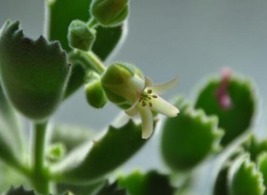熊童子開花會死嗎，不會/適當遮陰、及時降溫