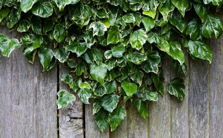 常春藤的作用，綠化環(huán)境凈化空氣