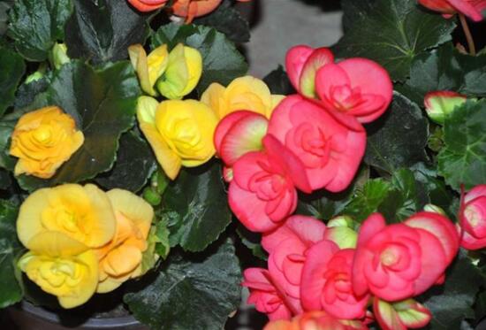 海棠花怎么修剪，海棠花的修剪圖解