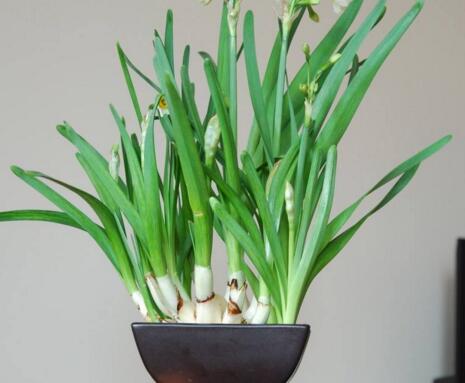 水仙花和風(fēng)信子的區(qū)別，從3個方面了解不同之處