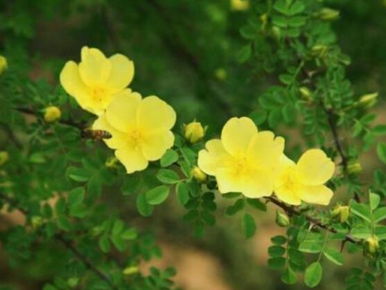 薔薇花的養(yǎng)殖方法，掌握八大方法就可養(yǎng)好