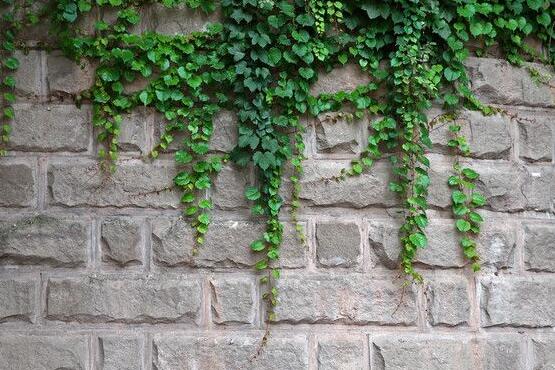 常春藤掉葉子怎么辦，四種原因以及解決辦法