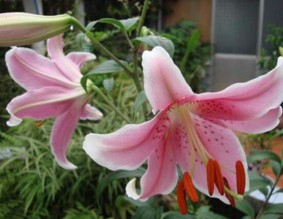 香水百合的寓意是什么，夫妻恩愛、百年好合(美好)