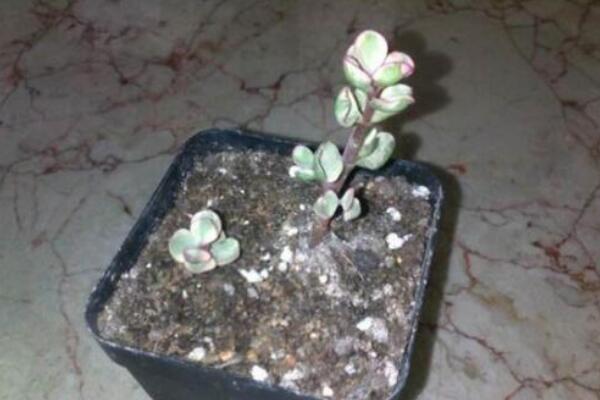 雅樂之舞怎么繁殖，扦插繁殖操作簡單且成活率高