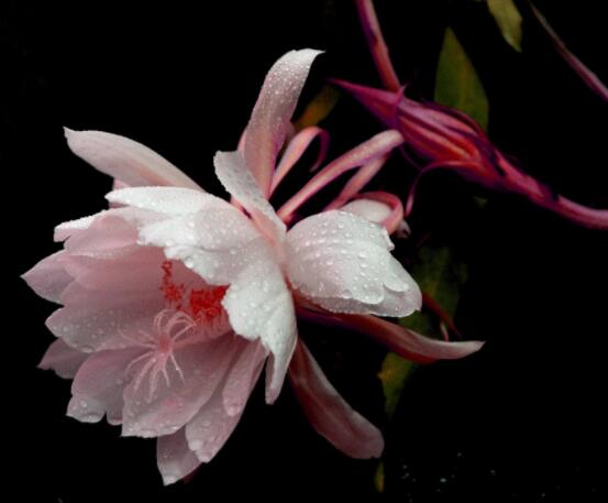 曇花怎么澆水，不同季節(jié)不同澆水量(見干見濕)