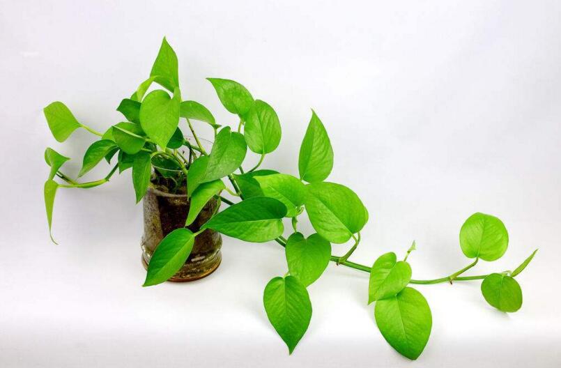 綠蘿葉子卷起來怎么辦，可能是根部受傷了