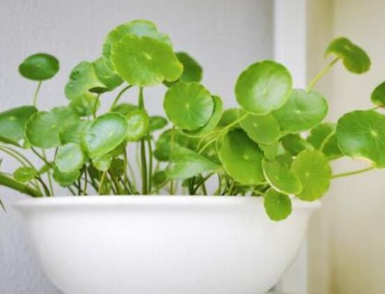 銅錢草怎么澆水，最適水溫22-28度