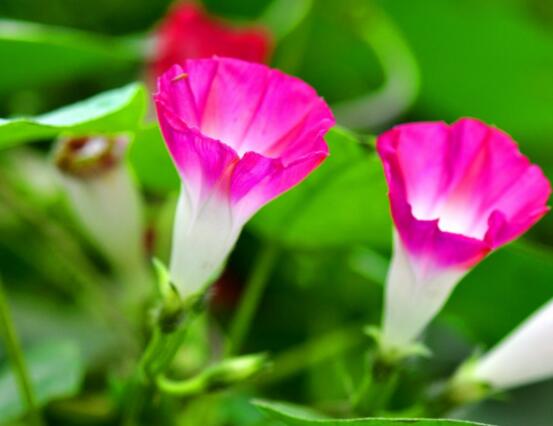 牽?；ǖ姆N植方法，教你簡(jiǎn)單易學(xué)的四種基本步驟