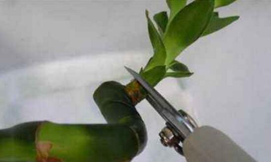 富貴竹長高了怎么修剪，水養(yǎng)富貴竹修剪圖解