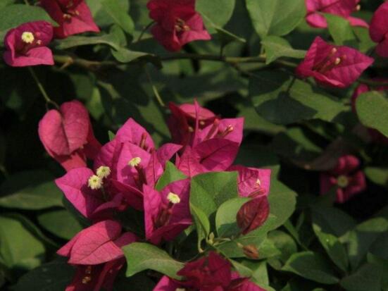 三角梅的繁殖方法，盤(pán)點(diǎn)三種常見(jiàn)繁殖方法(扦插/高壓/播種)