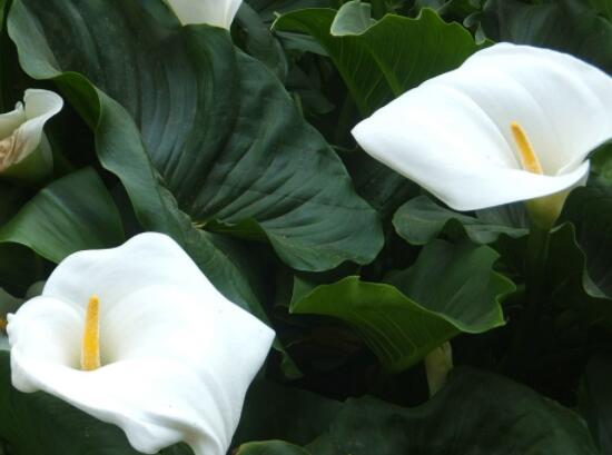 馬蹄蓮可以放在室內(nèi)嗎，促進(jìn)家庭和諧、夫妻恩愛(ài)