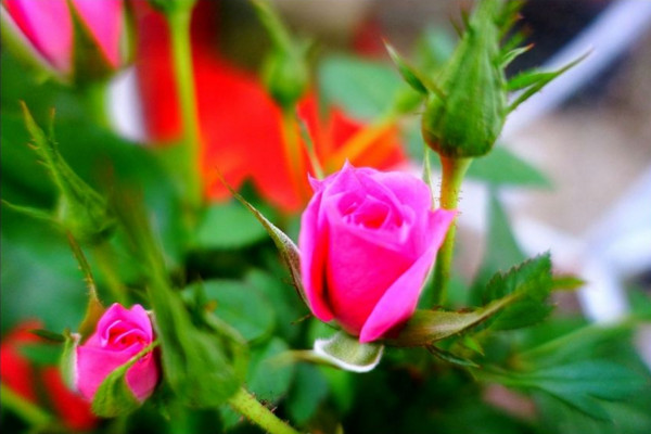 營養(yǎng)液的作用