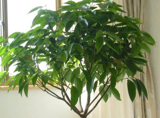 平安樹發(fā)黃脫落怎么辦，平安樹養(yǎng)殖方法與技巧