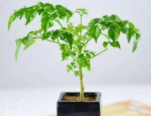 幸福樹的葉子全蔫了，從4個方面解決出現(xiàn)的問題