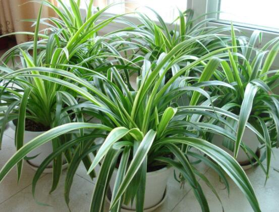 吊蘭多久澆一次水，每個(gè)季節(jié)保持盆土微濕潤(rùn)環(huán)境