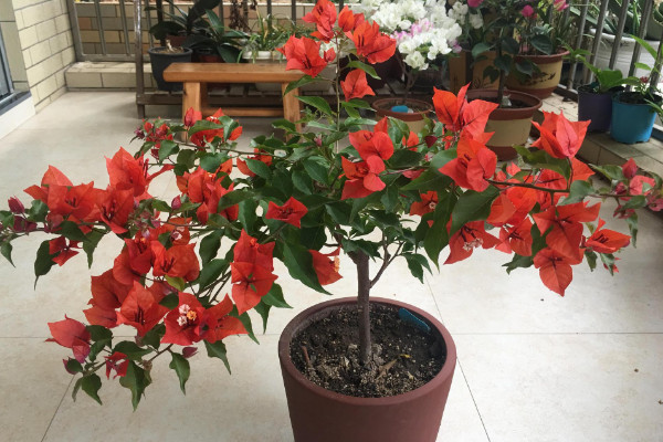 三角梅怎么不開(kāi)花，生長(zhǎng)空間不足/追肥不及時(shí)