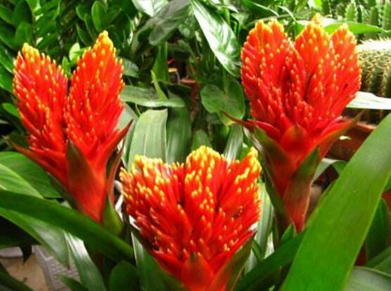 鴻運(yùn)當(dāng)頭的品種，鴻運(yùn)當(dāng)頭最出名的七個(gè)品種