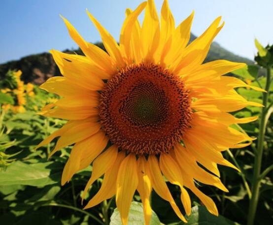 向日葵的花語和寓意，代表著沉默的愛、我的心永遠追隨你