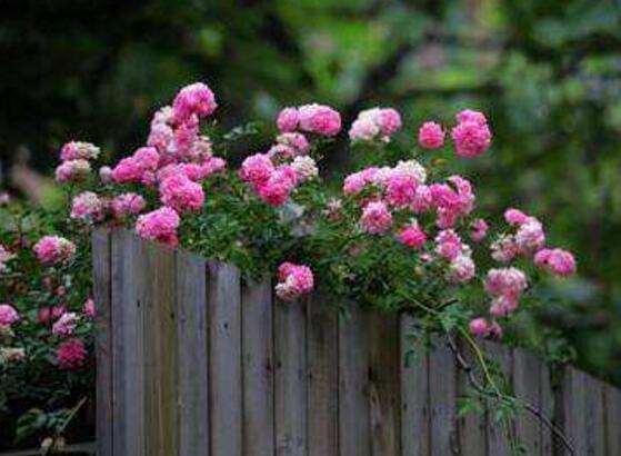 薔薇花的養(yǎng)殖方法和注意事項，八大養(yǎng)殖方法和注意事項