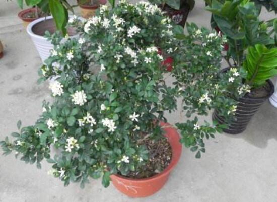 九里香盆栽的養(yǎng)殖方法，老農(nóng)總結(jié)五點最實用的養(yǎng)殖方法
