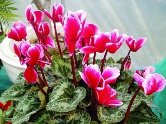 仙客來如何澆水，仙客來澆水方法