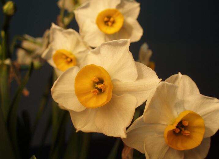 水仙花有哪些種類，分中國(guó)水仙和洋水仙兩大類
