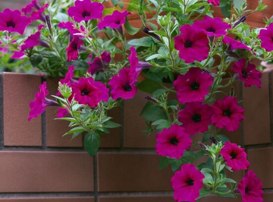 牽?；ǖ钠贩N，盤點(diǎn)牽?；ㄗ蠲赖牧笃贩N