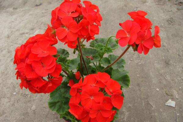 天竺葵不開花怎么辦，分析原因及時(shí)處理