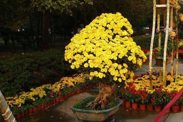 菊花施什么肥料長得好，掌握施肥要點(diǎn)是關(guān)鍵