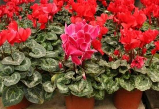 仙客來種子什么時候種，仙客來種子多久發(fā)芽