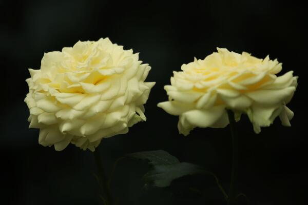 月季花品種介紹，最為主要的5個品種