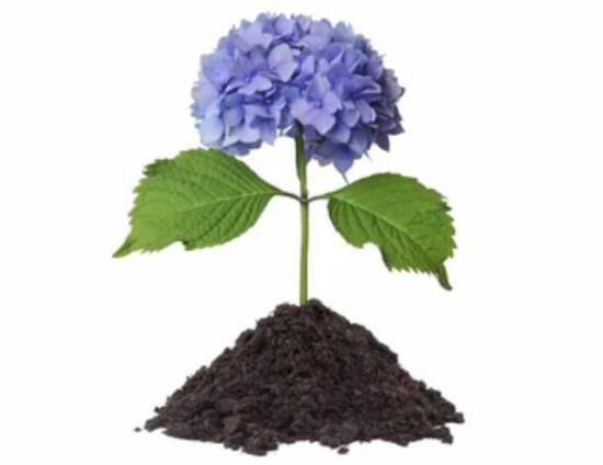 繡球花怎么繁殖，繡球花的扦插方法