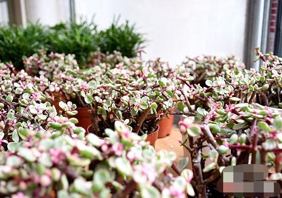 雅樂之舞如何變粉，五個小妙招教你變得粉紅