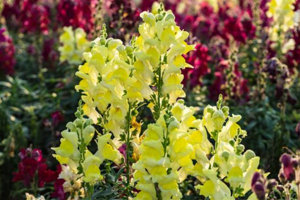 金魚草花語是什么，活潑熱鬧、清純